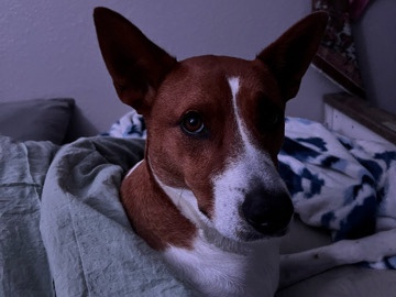 Basenji – looking for a new home!