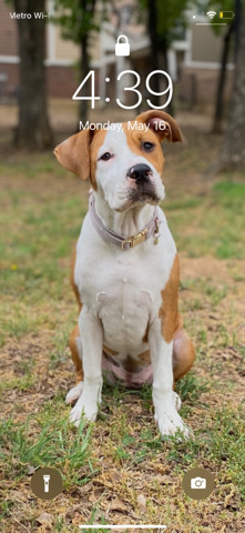 American Pit Bull Terrier – lilo