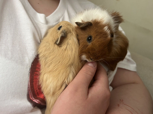 Guinea Pig – Guinea pigs – Ipswich