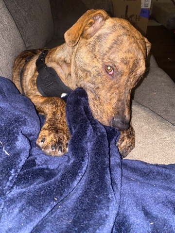 American Staffordshire Terrier – sweet affectionate goofball