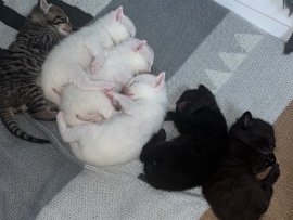 Russian White, Black and Tabby – 4 russianwhite + tabby kittens remaining for sale