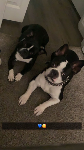 Boston Terrier – Boston terrier