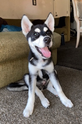 Labrador Husky – Labrador puppy husky