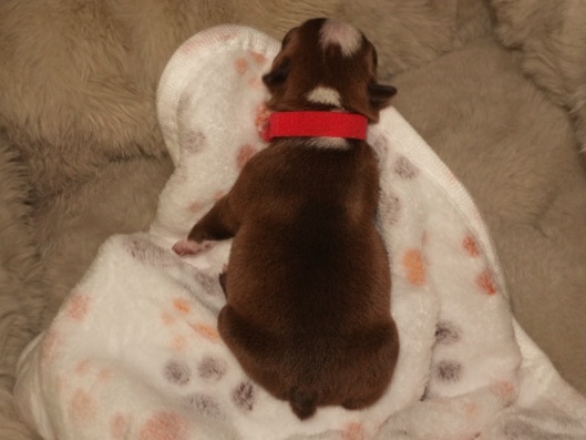 Boston Terrier – Girl Boston Terrier Puppy – Rocklin