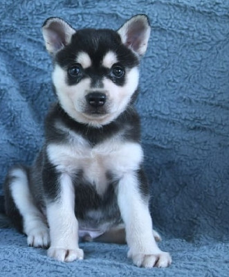 Great!!! Adorable puppies are available for a great and reliable home