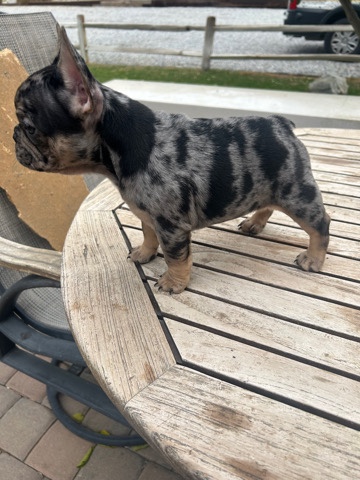 French Bulldog – female French bulldogs