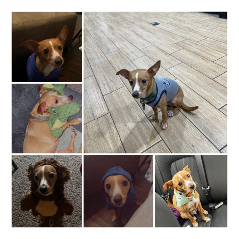 Rat Terrier – pooka