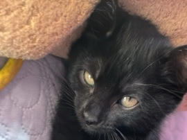 kitten – Los Angeles