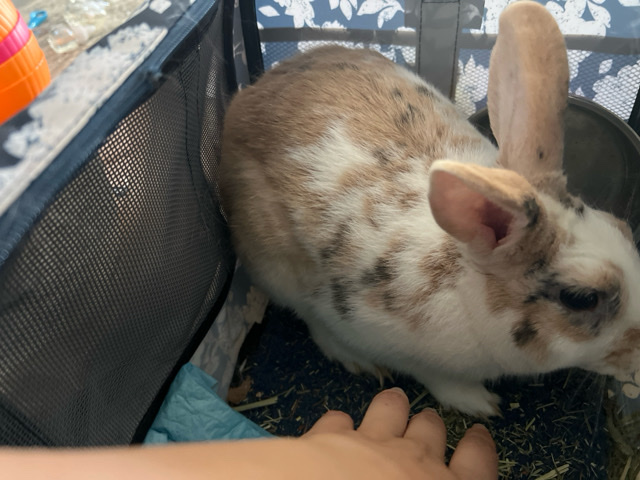 met Hailey the loving rabbit