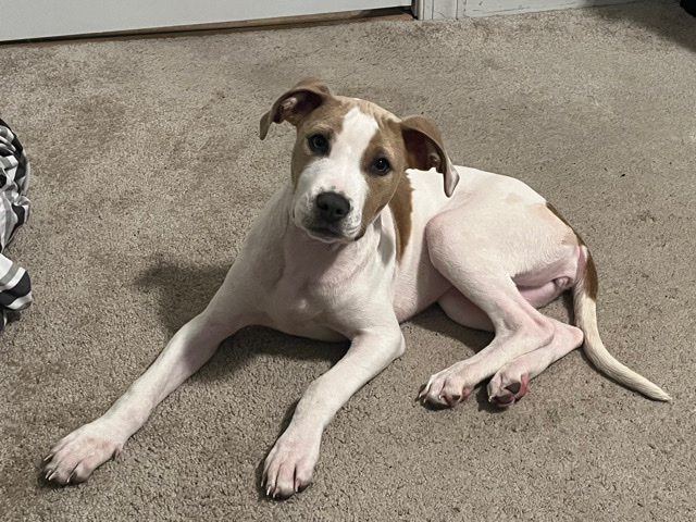 American Pit Bull Terrier – Sand