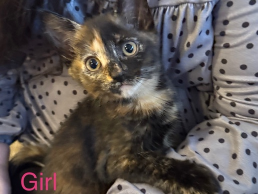 Russian White, Black and Tabby - Tabby Calico Kittens available for adoption in Everett