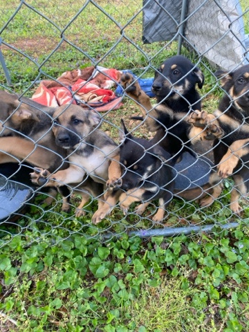 7 pups! 6 Girls 1 Boy! Needs home soon