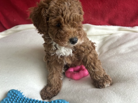  F2b Havipoo puppies (Havanese/toy poodle)