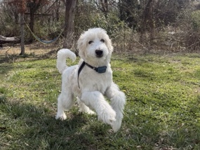 Great Pyrenees – sheepdoodle & pyredoodle mix – Charlotte