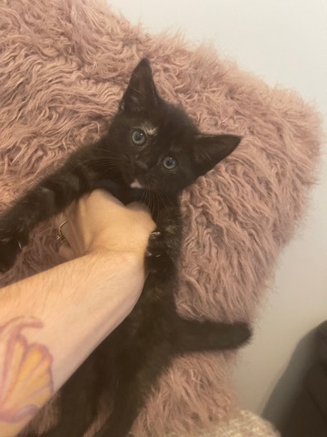 tortoise shell kittens