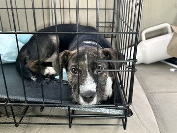 American Pit Bull Terrier – need her gone asap – North Las Vegas