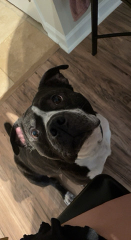 American Pit Bull Terrier – Rehoming My Dog