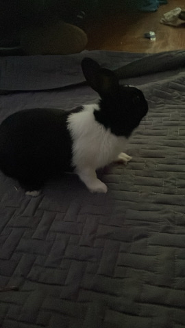 rehome