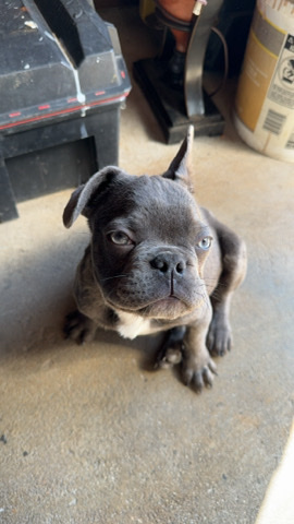 French Bulldog – He's is only 5 months old