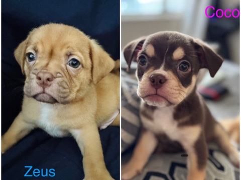 Mixed Breed – pugabull puppies – Bakersfield