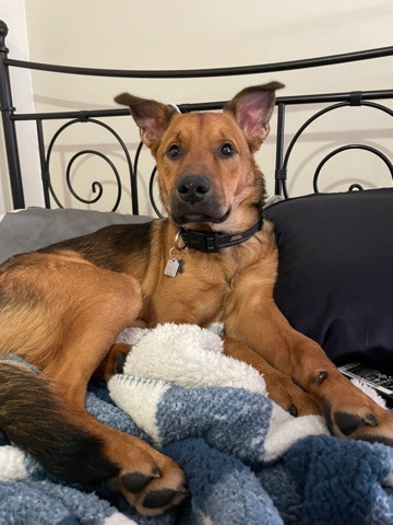 German Shepherd – looking for a new home