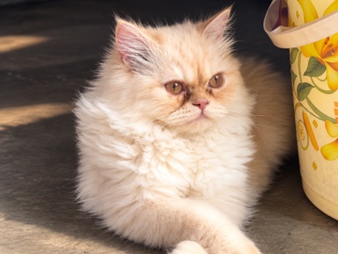Persian (Modern) – 10-Month-Old Fully Vaccinated Persian Cat for Sale – Lucknow – Lucknow