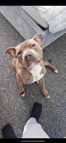 American Staffordshire Terrier – xl bully cross staff blue male 13 months old