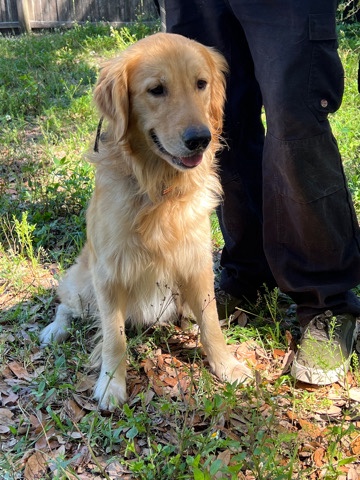 Golden Retriever – Rehome active Golden Retriever