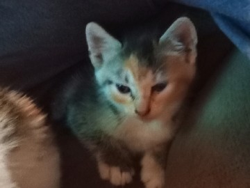 free kittens – Luverne
