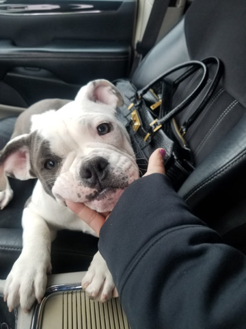 American Pit Bull Terrier – Micro Bullies