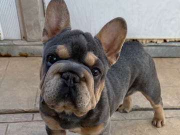 French Bulldog - French Bulldog available for adoption in Las Vegas