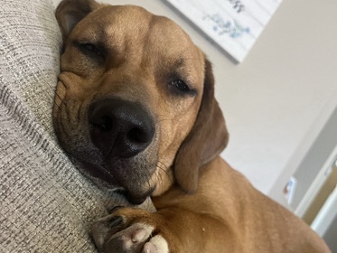Beagle – basset / Beagle - Charlie – Mason