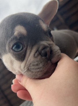 French Bulldog – top dna French bulldog KC registered🧬🔥