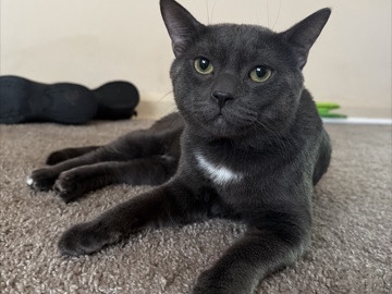 Coco – Trenton