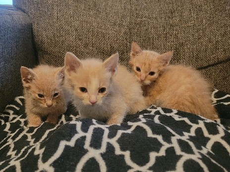 American Shorthair – Two male orange kittens – Walkertown