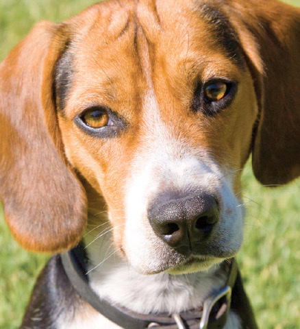 Beagle – “Snickers” Beagle