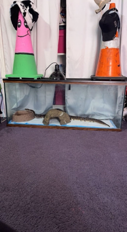 snake – katana, female ball ball python