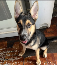 German Shepherd – German Shepard