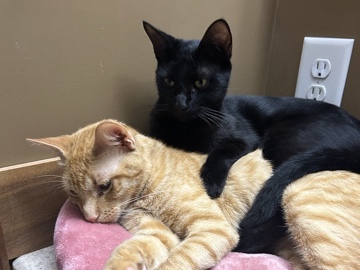 Two Bonded Boys – Council Bluffs