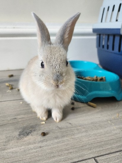 Rex – Baby Bunnies For Sale