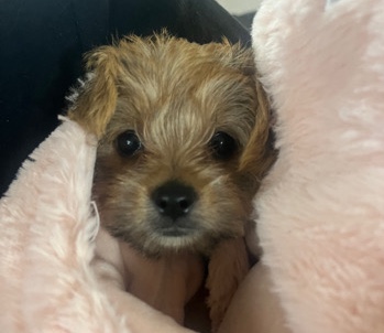 Yorkshire Terrier – yorkie