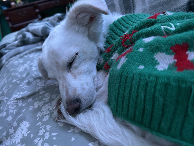 Chihuahua – New Home for Sushi – Rialto