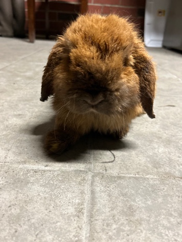 Lop Bunny looking for a new home