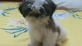 Shih Tzu – Best quality Shih Tzu male puppy with neck band and food for free