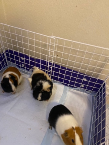 Guinea pigs
