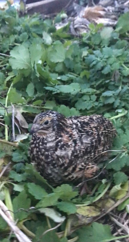 quails
