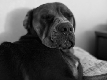 Bullmastiff – Bull Mastiff: Toby
