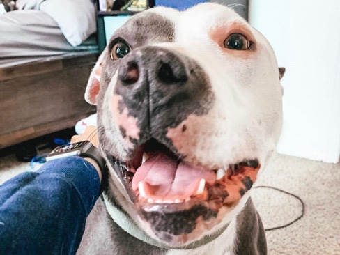 American Pit Bull Terrier – pls, I need help finding Mando a new home. – Riverside