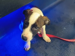 Mixed Breed – mixed breed puppy, pongos a jack russell mixed with Chihuahua and collie – Brighton and Hove