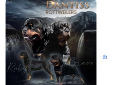 champion female Rottweiler. 